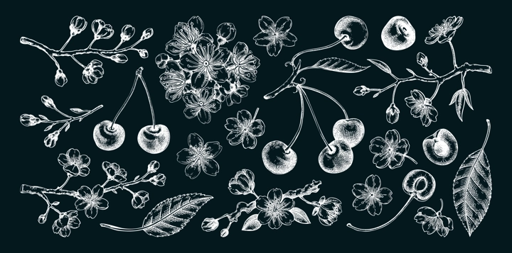 Cherry hand-drawn vector illustration set, sakura flowers chalk drawings. NOT AI generated
